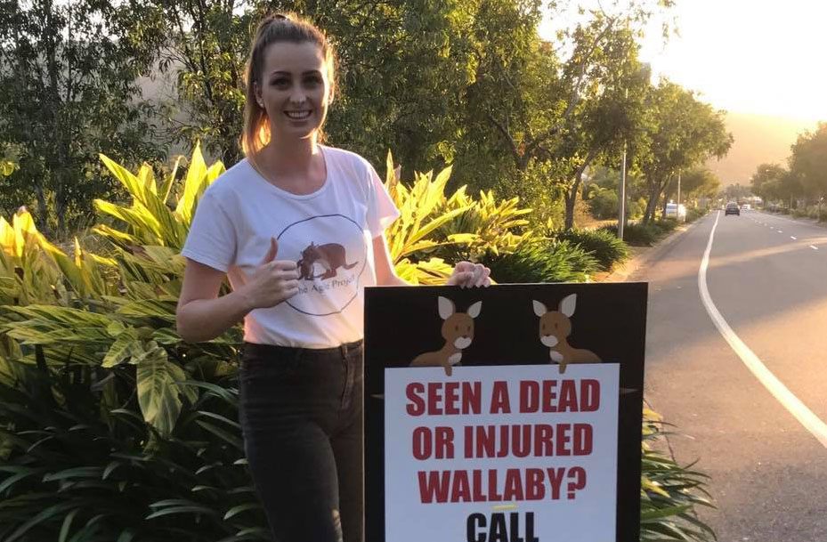 Our “Have you seen a dead or injured wallaby” signs were put up around the Northern Beaches!